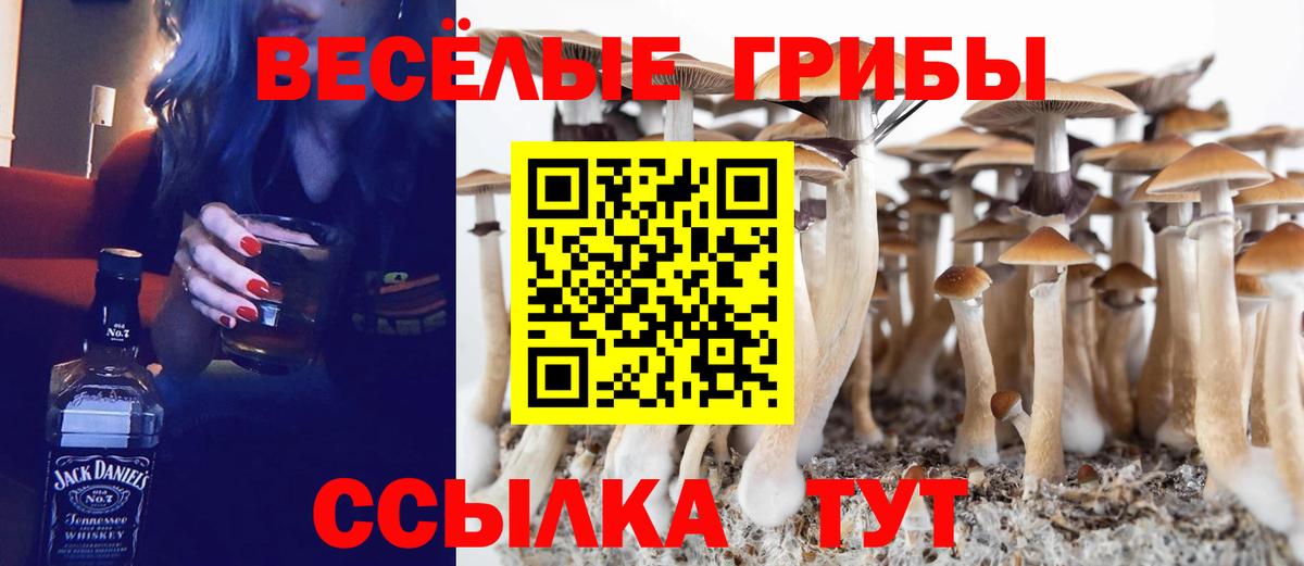 Жуковский  Галлюциногенные грибы Cubensis  Вход с VPN 